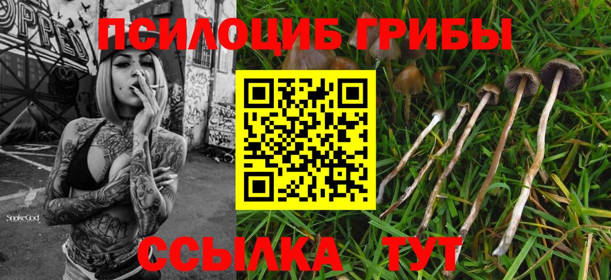 Галлюциногенные грибы Psilocybine cubensis Асино
